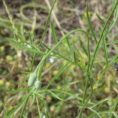 Ratibida columnifera