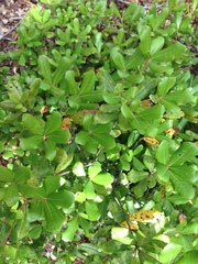 Quercus phillyreoides