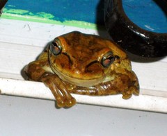 Osteopilus dominicensis