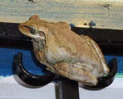 Osteopilus dominicensis