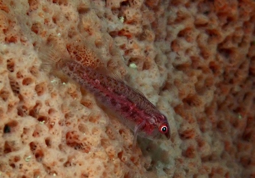 Barrel-sponge Ghostgoby