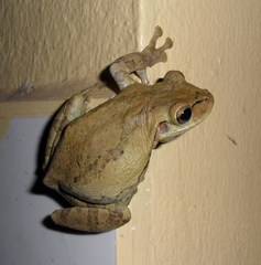 Osteopilus dominicensis