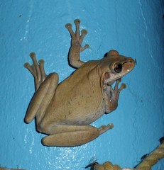 Osteopilus dominicensis