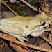 Hispaniolan Common Tree Frog - Photo (c) Andrew Block, some rights reserved (CC BY-NC), uploaded by Andrew Block