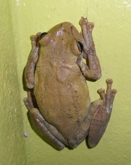 Osteopilus dominicensis