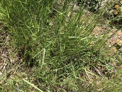 Agrostis pallens