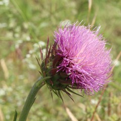 Carduus nutans