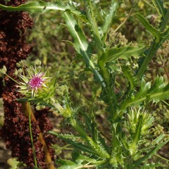 Carduus nutans