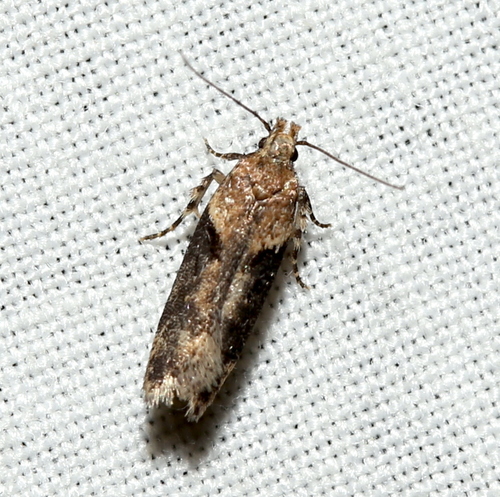 Black-smudged Chionodes Moth photo 6