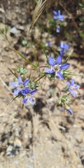 Eriastrum virgatum