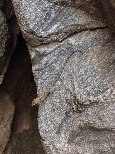 iNaturalist observation photo of Banded Rock Lizard