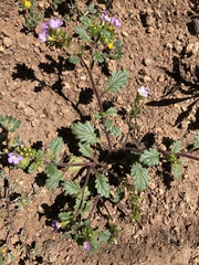 Phacelia suaveolens
