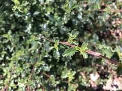 Ceanothus foliosus foliosus