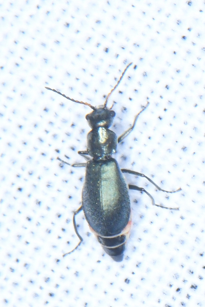 Micrinus heteromorphus