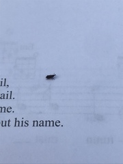 Dryophthorus americanus