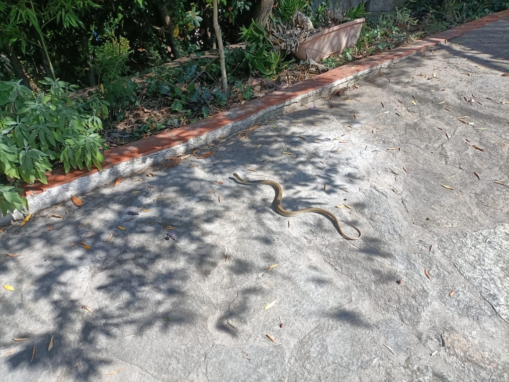Western Montpellier Snake in July 2024 by trza_3a · iNaturalist