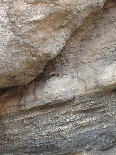 iNaturalist observation photo of Banded Rock Lizard