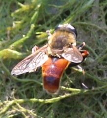 Polydontomyia curvipes