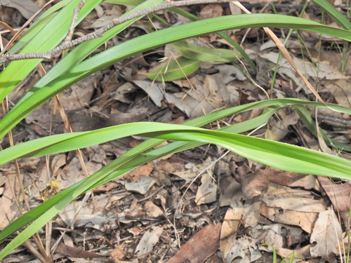 Image of Dianella longifolia by (c) Scott W. Gavins, some rights reserved (CC BY)