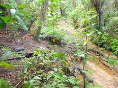 Asplenium × lucrosum