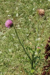 Carduus nutans