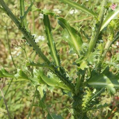 Carduus nutans