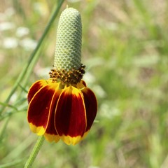 Ratibida columnifera