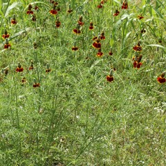 Ratibida columnifera
