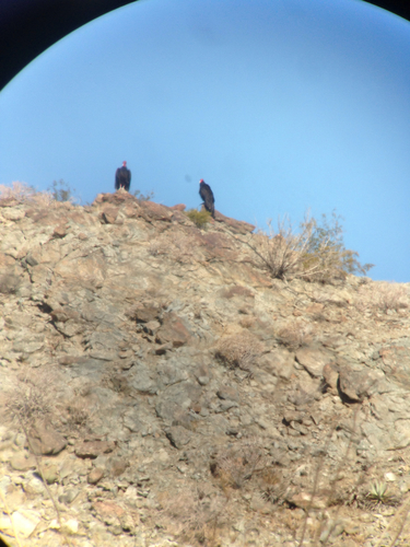 iNaturalist observation photo of Turkey Vulture