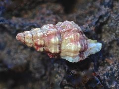 Microcolus dunkeri