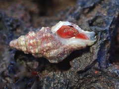 Microcolus dunkeri