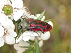 Castiarina indistincta