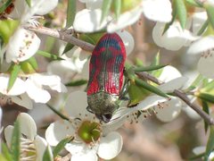 Castiarina indistincta