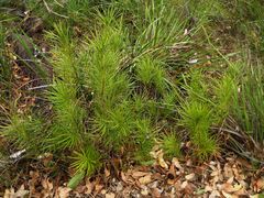 Podocarpus drouynianus