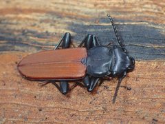 Platisus bicolor
