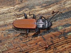 Platisus bicolor