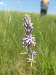 Camassia angusta