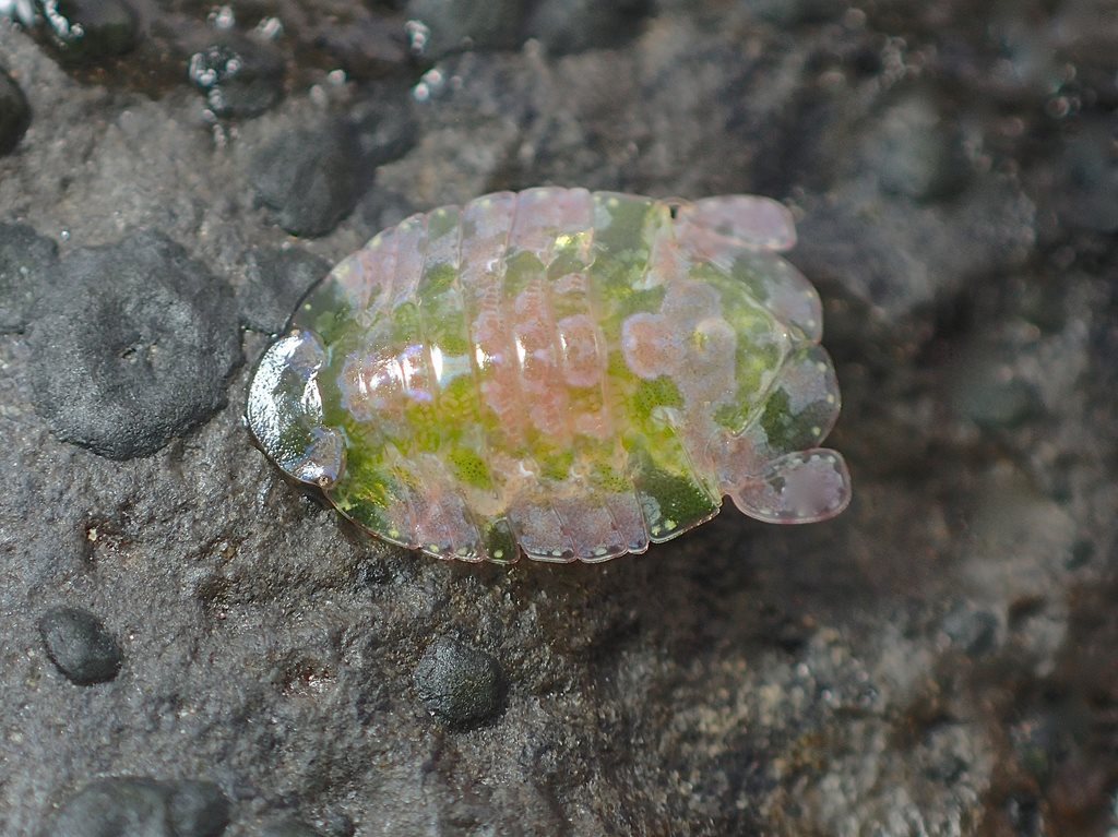 Maricoccus
