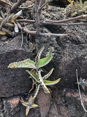 Kalanchoe daigremontiana