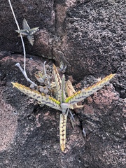 Kalanchoe daigremontiana