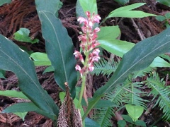 Alpinia japonica