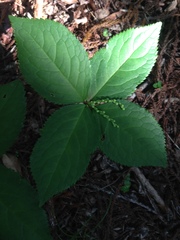 Chloranthus serratus