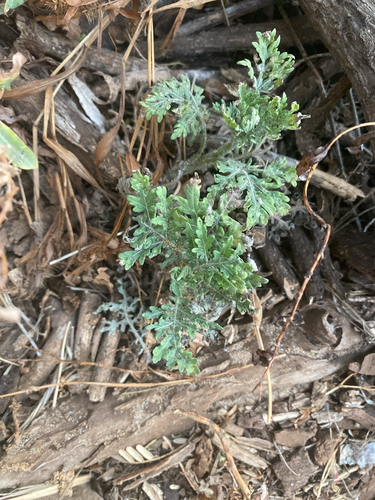 Parthenium hysterophorus observed 2024-07-13