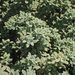 Zieria littoralis - Photo (c) johneichler, algunos derechos reservados (CC BY-NC-SA), subido por johneichler
