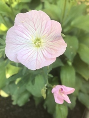 Oenothera rosea