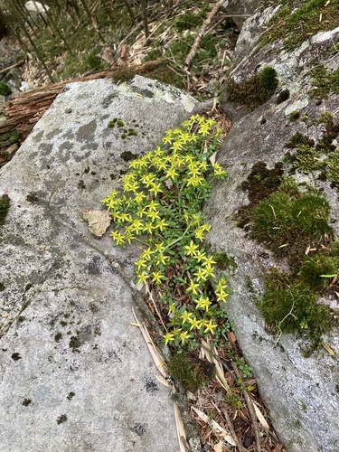 Sedum erythrospermum observed 2024-07-13