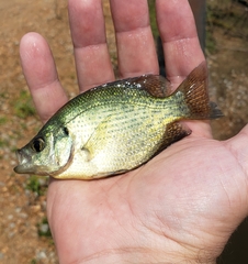 Centrarchus macropterus