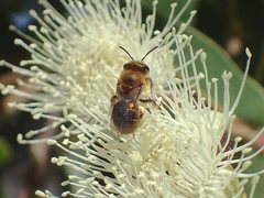 Leioproctus amabilis