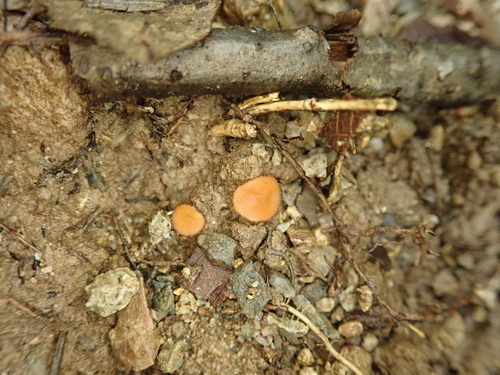 Scutellinia fujianensis