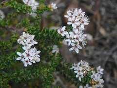 Leionema microphyllum